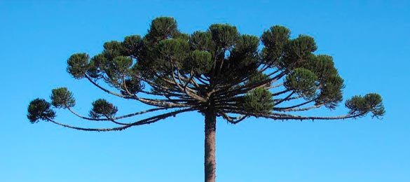 Especie Araucaria AMAYADAP